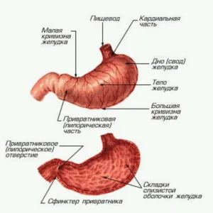 Строение желудка человека