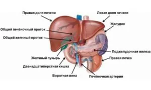Строение печени