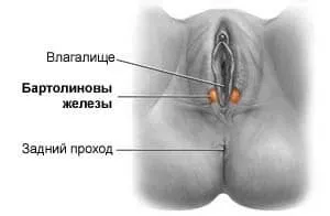 бартолиевые железы