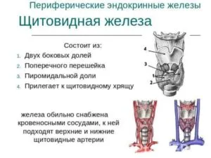 периферические эндокринные железы
