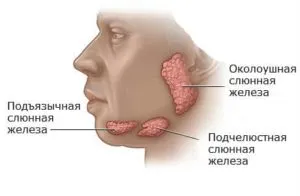схема слюнных желез