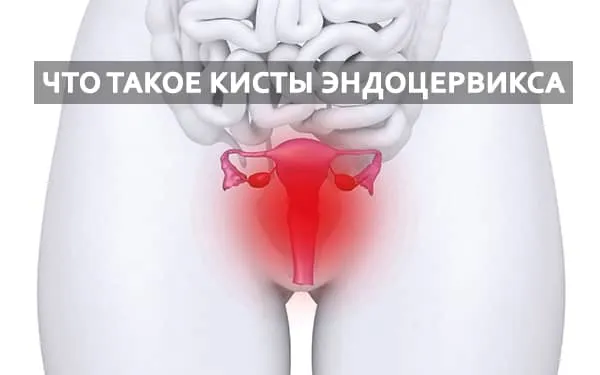 эндоцервикс