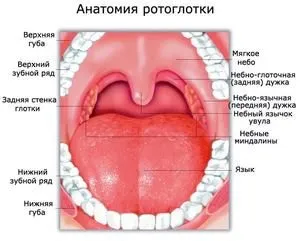 Гортань