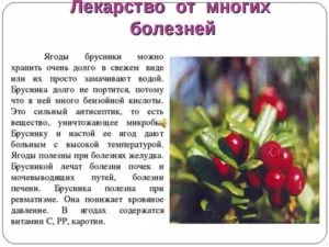 брусника