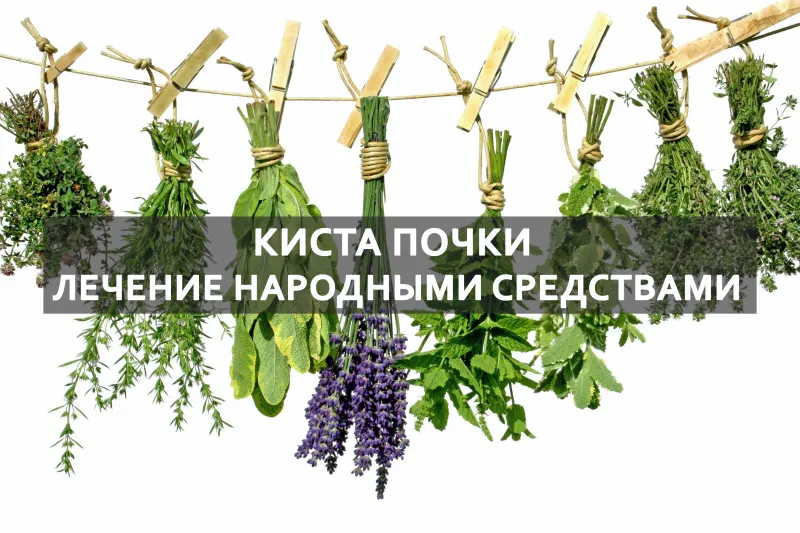 трава для почек