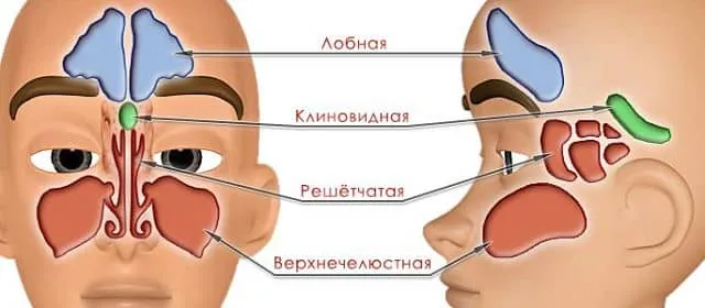 схема пазух носа