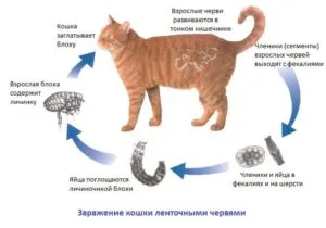 Заражение гельминтами