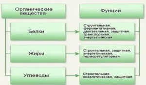 Макронутриенты