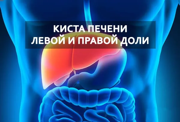 правой и левой доли