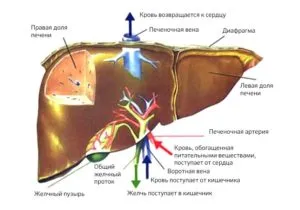 схема печени