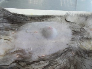 Киста молочной железы кошки лечение