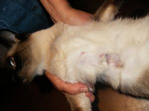 Киста молочных желез у кошки лечение
